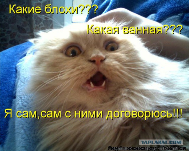 Новая жена требует выкинуть кота