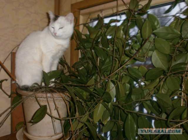 Котовторник!