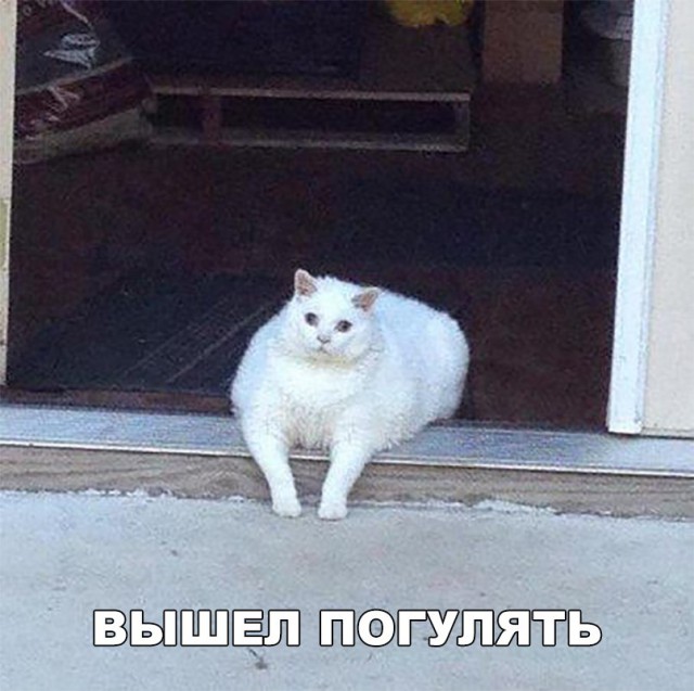 Прикольных котов пост