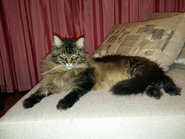 Котовторник 27.03.2018