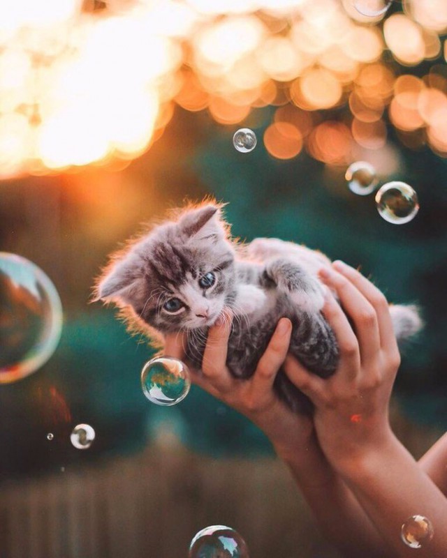Фотобомбы котов