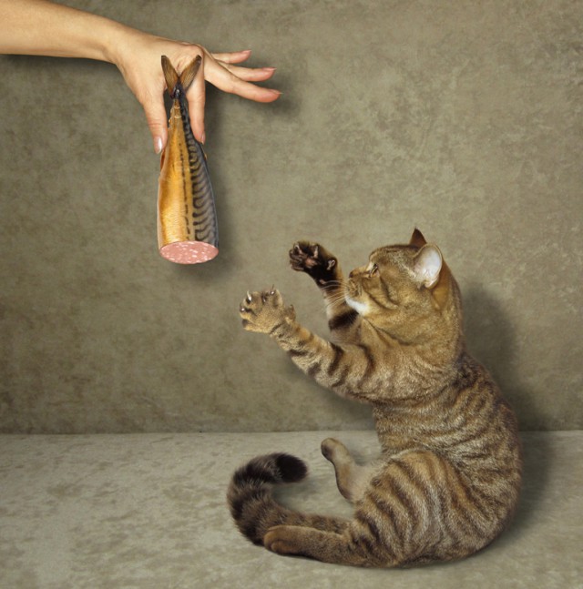 С котом по жизни