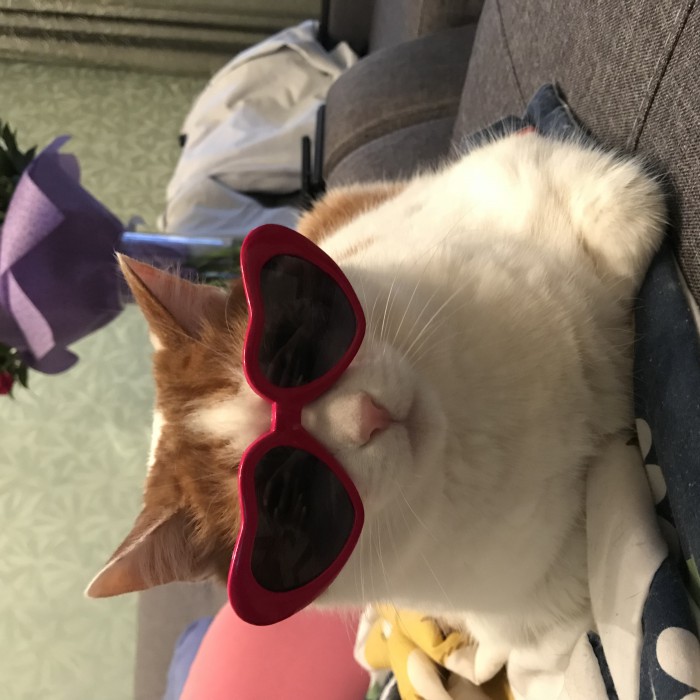 Котовторник 05.06.2018
