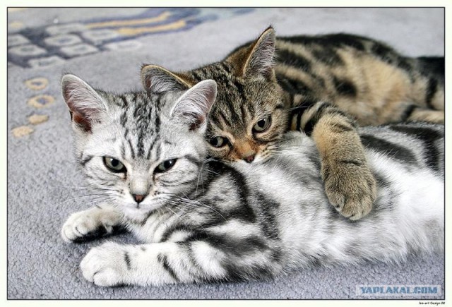 Котовторник на ЯПлакалъ (03.06), котята (31 шт)