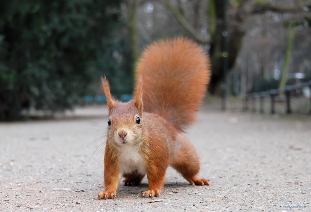 Смелые иркутские животные