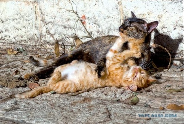 Котовторник на 6 июля