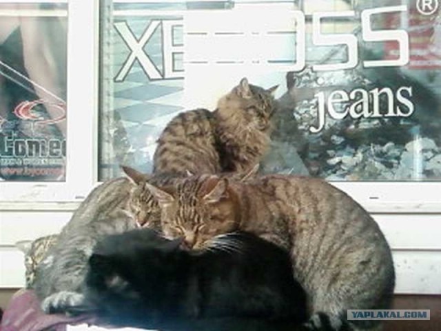 Котовторник 4.01.2011 - первый котовторник года