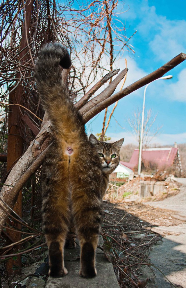 Котовторник. А как же?!