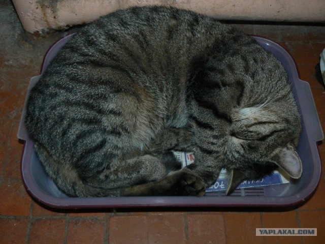 Котейкин вторник! Космический 12.04!