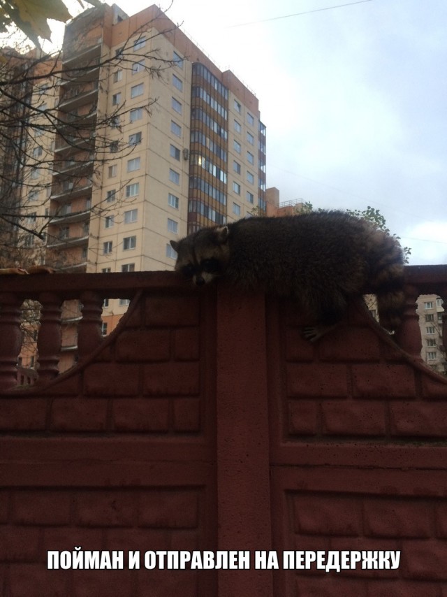 В Петербурге на ул. Звездной сидит грустный енот на заборе и мерзнет