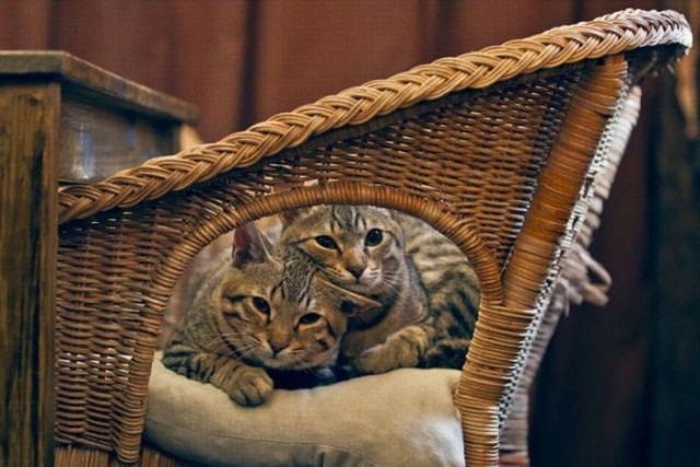 Состоятельный котовторник