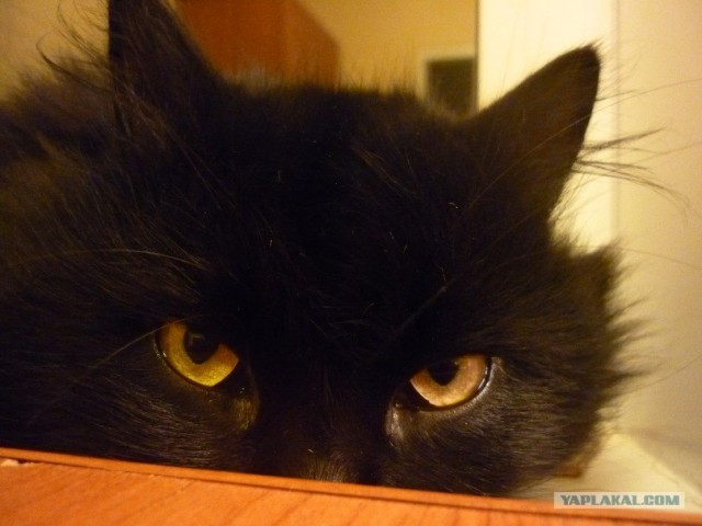 Котовторник 06.12.2011