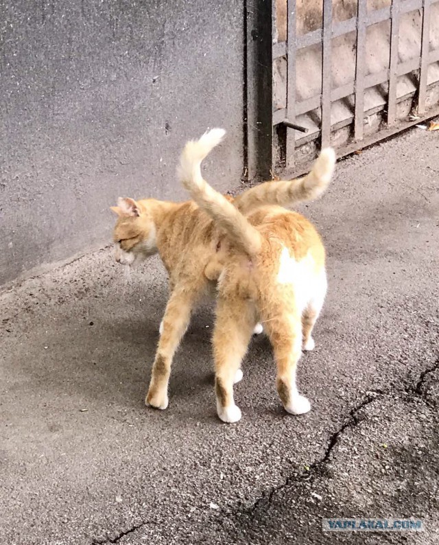 Котовторник 11.12.2018