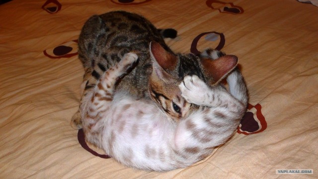 Котовторник (24. 01. 2012 )