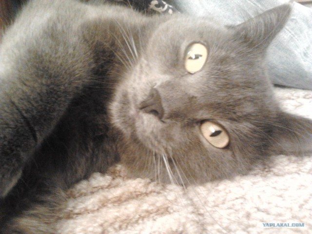 Котовторник (28.02.2012)