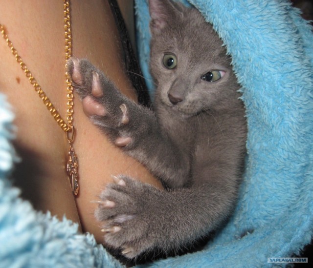 КОТОВТОРНИК (6.03.2012)