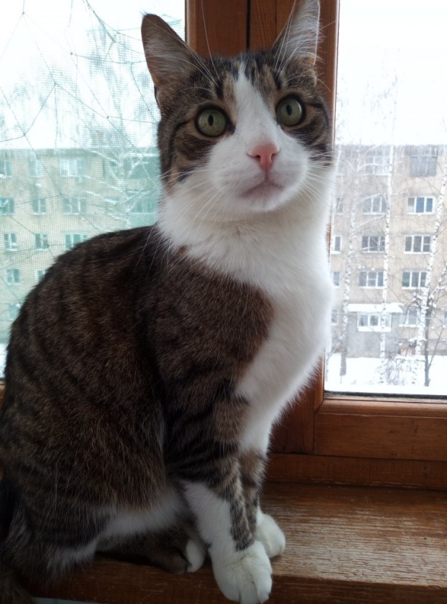 Прикольных котов пост