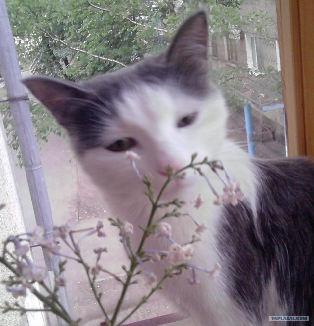 Котовторник  19.06.2012