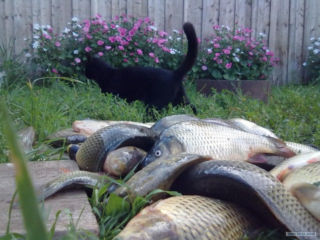 16 лучших котов сезона