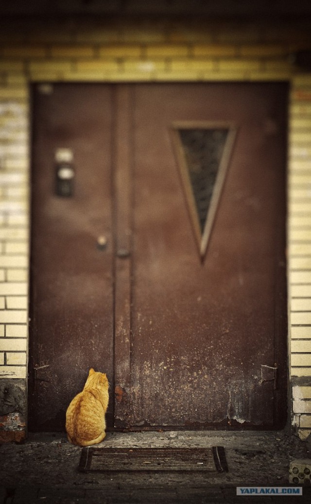 Новогодний Котовторник 01.01.2013