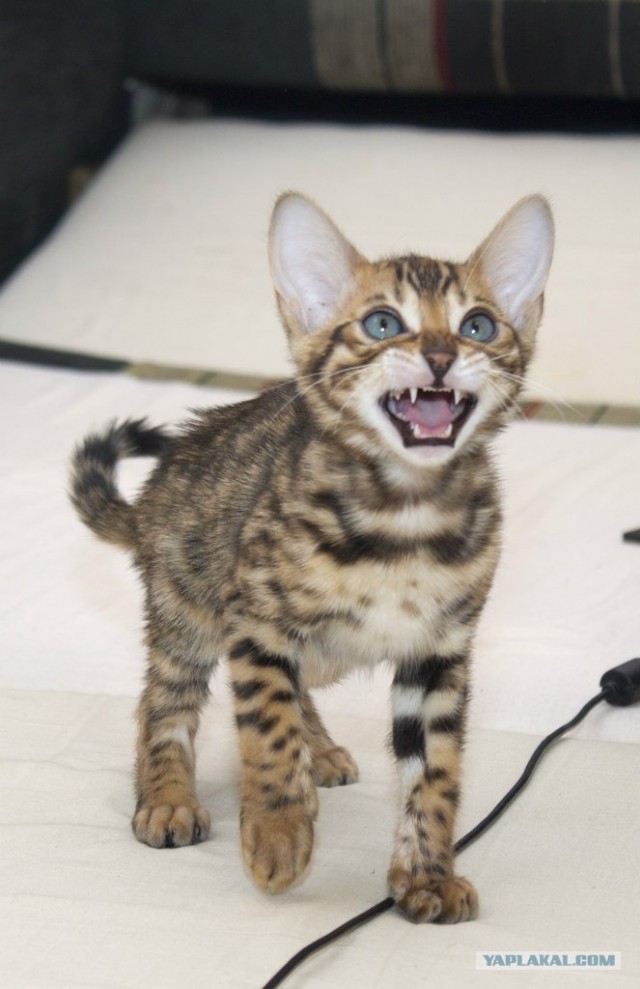 Котовторник 19.02.2013