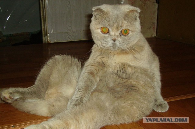 С Днём кошки!