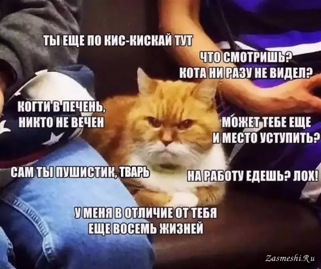 Наш кот псих и истеричка...