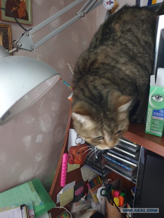 Правильный кот пользуется унитазом, а не лотком