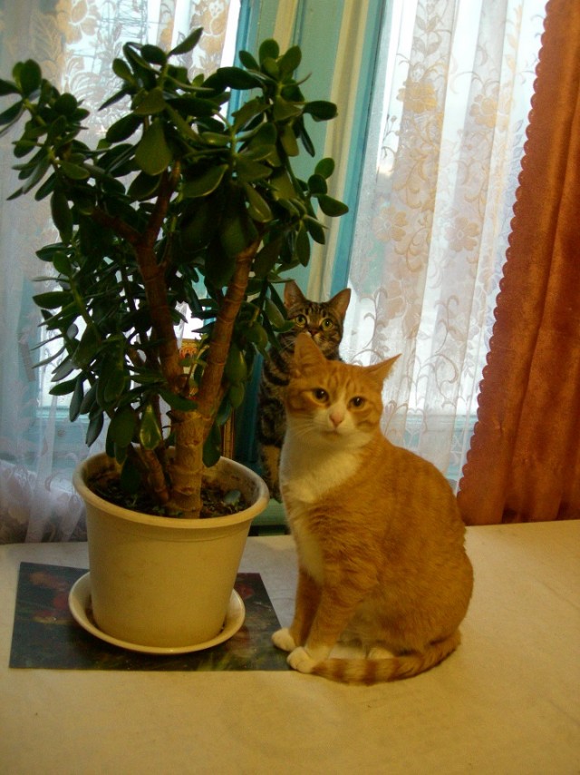 Котовторник 28.01.2020