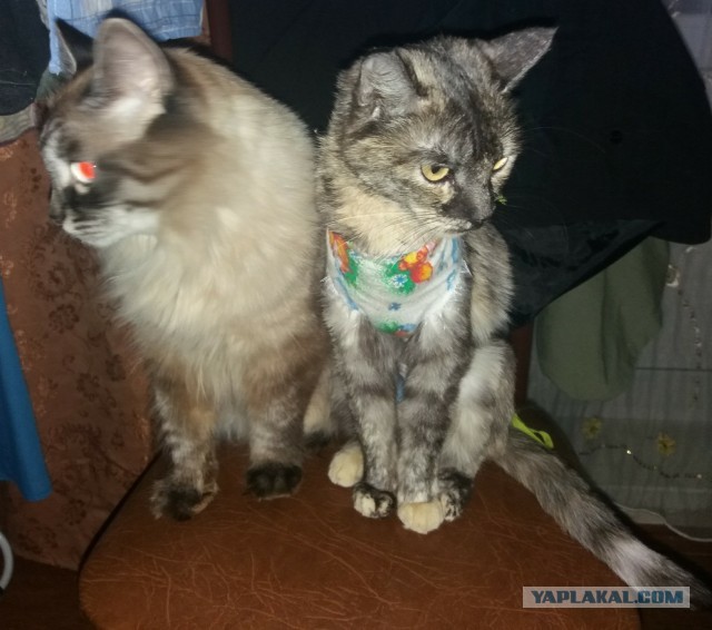 Котопост. Просто антикризисный котопост