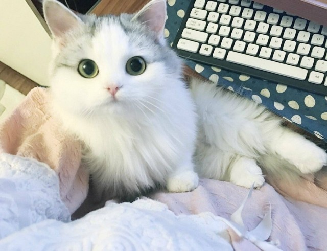 Эти забавные животные