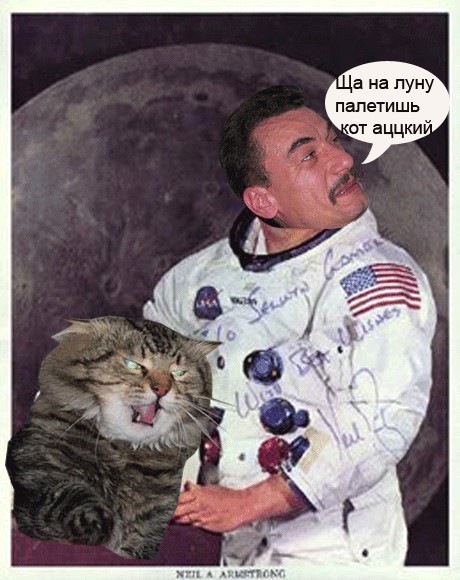 Злой кот