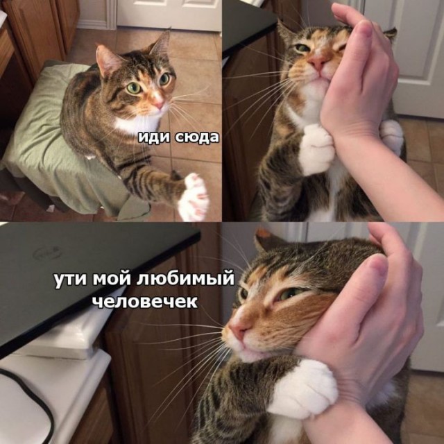 Смешные коты 18.08.20