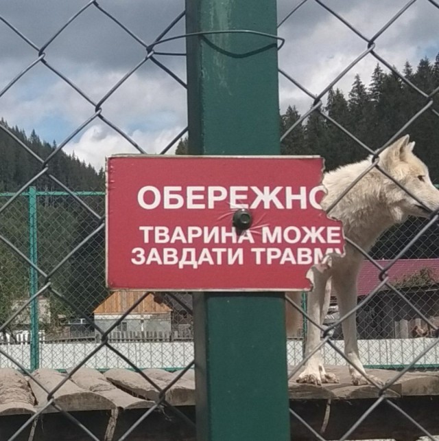 Чуток картинок не про вирус  18.0.  Животные