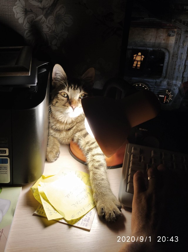 Котовторник 17.11.20