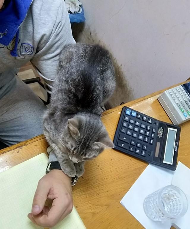 Фотографии, которые доказывают, что кошки самые большие сволочи