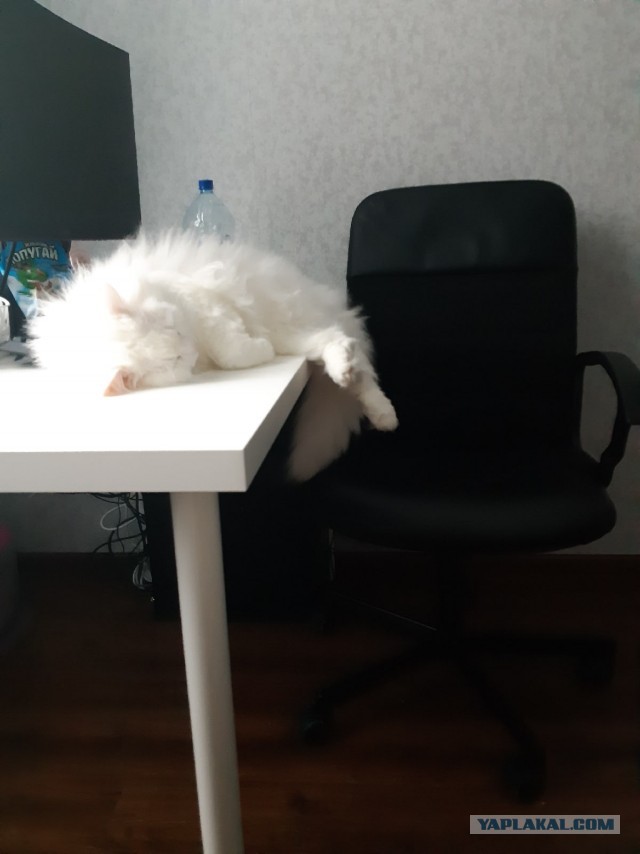 Котовторник. Добавляйте своих