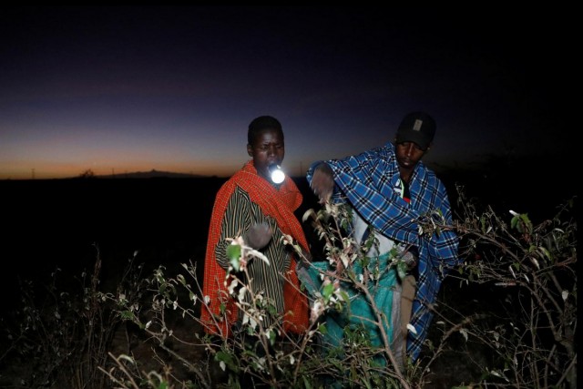 Надежда в безнадежной ситуации: в Кении делают корм и удобрение из саранчи