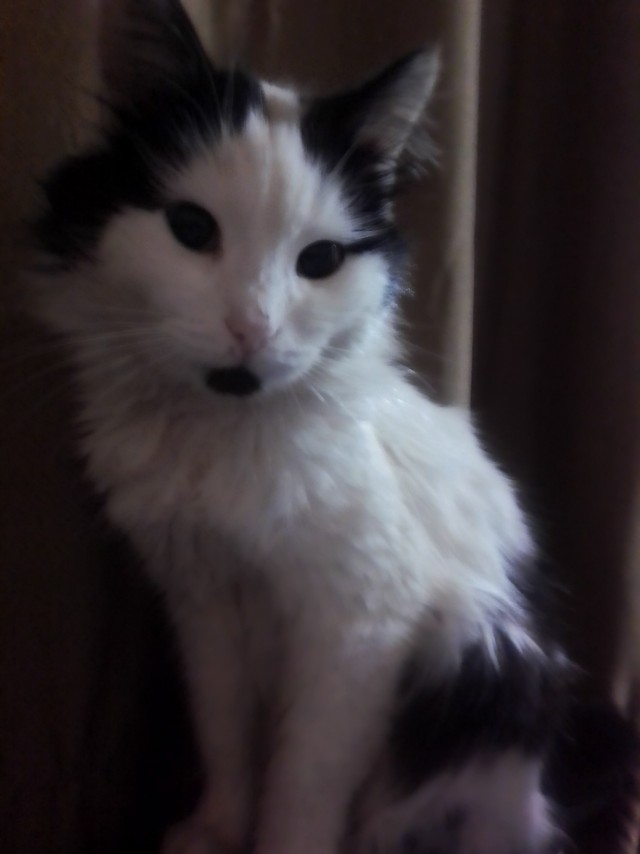 Картинки с котами и про котов