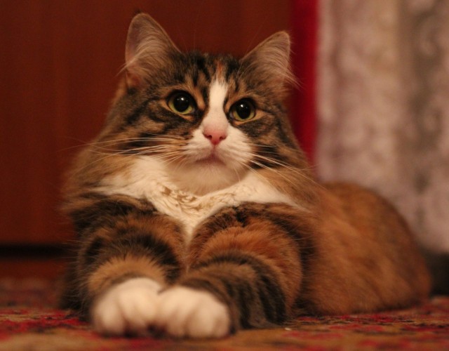 Котовторник же!