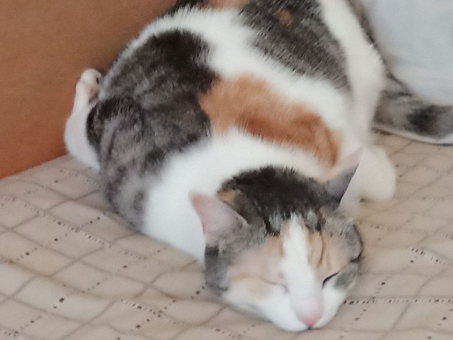 С котовторником!