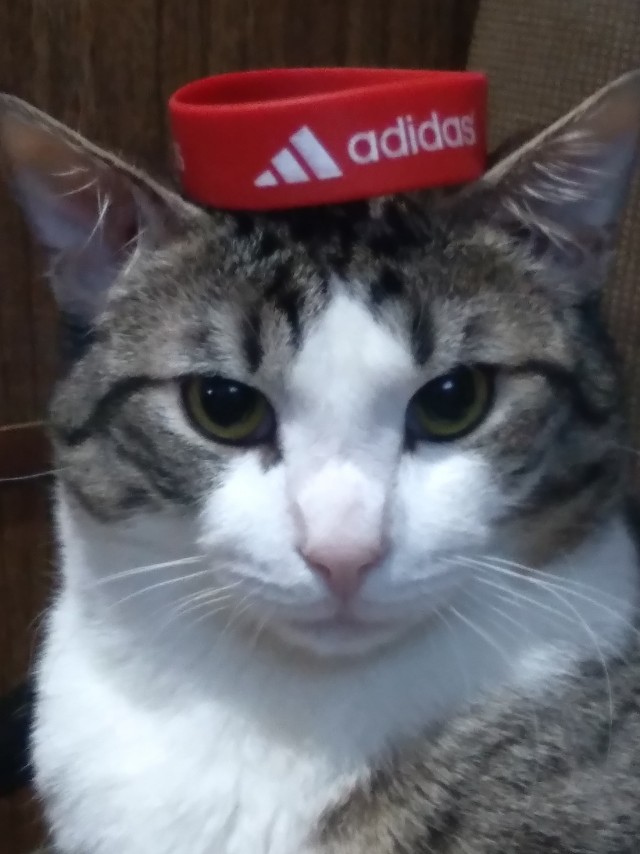 Коты-ниндзя, которые в совершенстве освоили древнее боевое искусство ниндзюцу