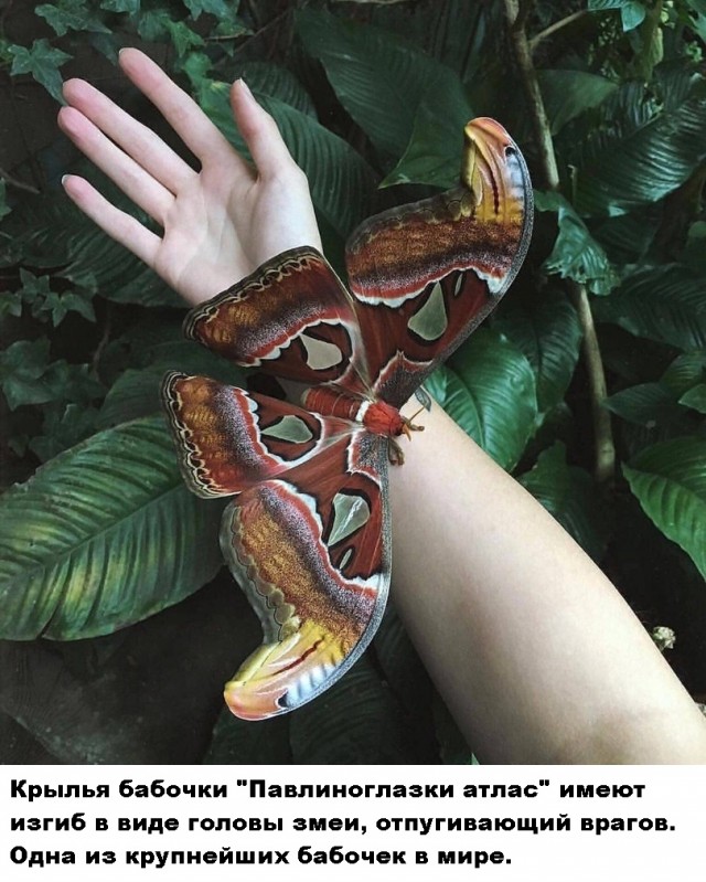 Кубик Рубика