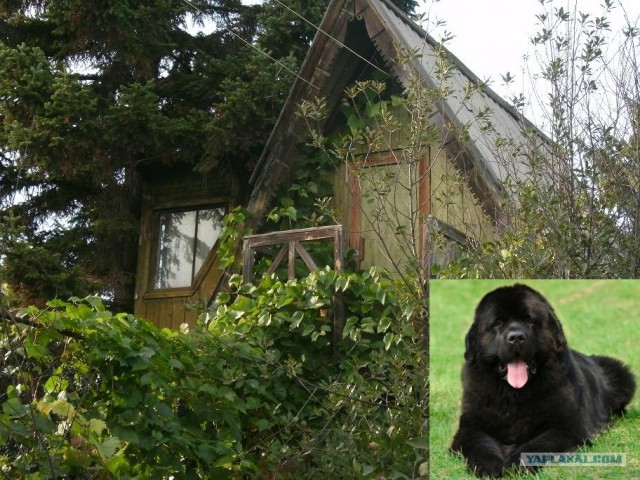 Мясной торт.