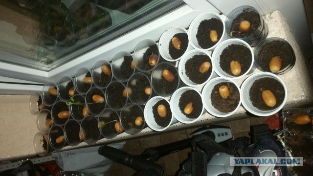 Муж и жена высадили 2,5 млн деревьев на месте бывшей вырубки и открыли частный заповедник