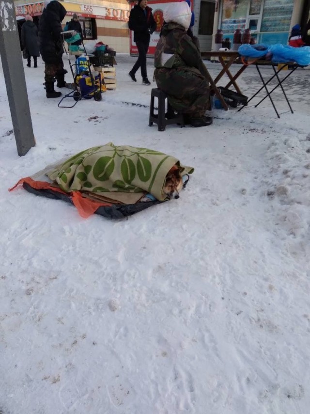 Томский собакен, который живёт один