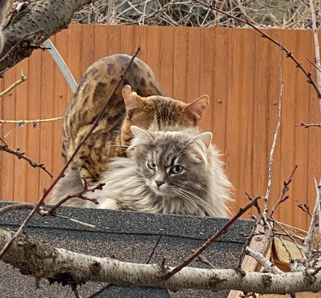 Котовторник вроде.
