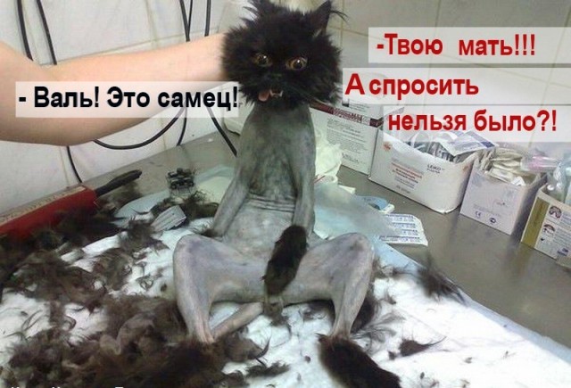 Так себе картинки 04.04.22