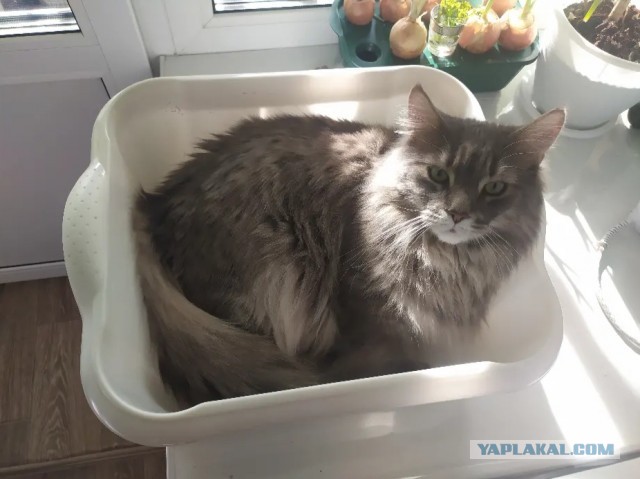 Котовторник 07.06.2022