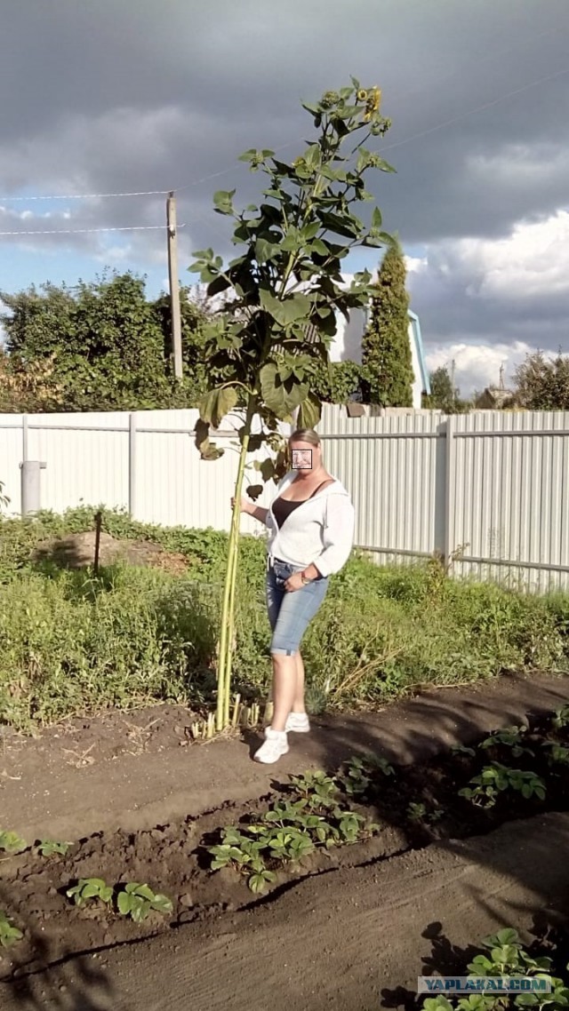 Для любителей сада-огорода
